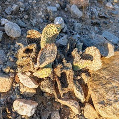 Opuntia basilaris basilaris
