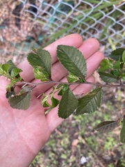 Ulmus parvifolia