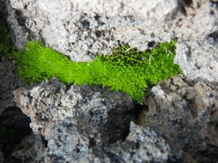 Ptychostomum pseudotriquetrum