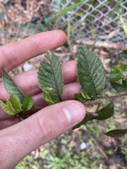 Ulmus parvifolia