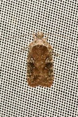 Agonopterix purpurea