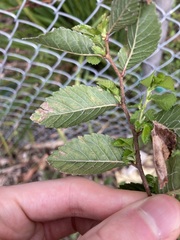 Ulmus parvifolia