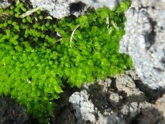 Ptychostomum pseudotriquetrum