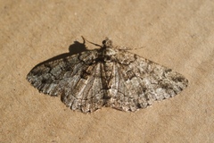 Peribatodes ilicaria