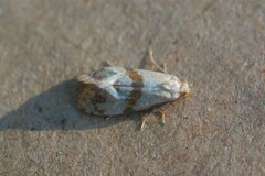 Phalonidia contractana