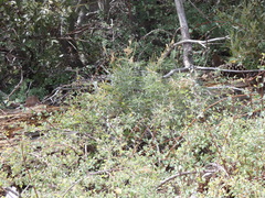 Lupinus hyacinthinus