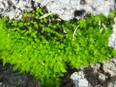 Ptychostomum pseudotriquetrum