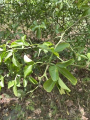 Citrus trifoliata