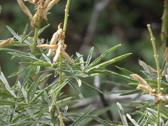 Lupinus hyacinthinus