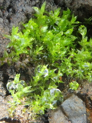 Ptychostomum pseudotriquetrum