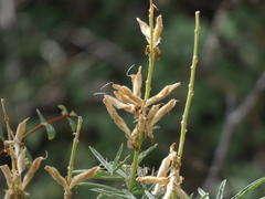 Lupinus hyacinthinus