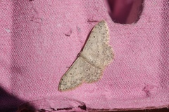 Scopula marginepunctata
