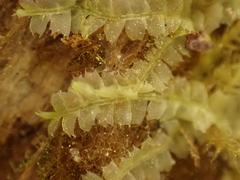 Lophocolea heterophylla
