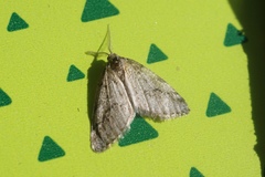 Tephronia lhommaria