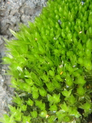 Ptychostomum pseudotriquetrum