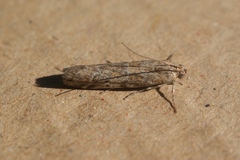 Uncinus hispanella