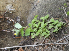 Erythranthe tilingii