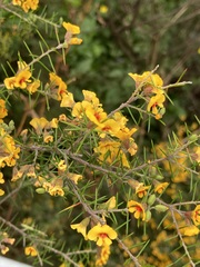 Dillwynia sieberi
