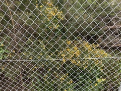 Dillwynia sieberi