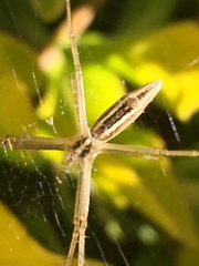 Argiope protensa