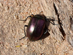 Chalcopteroides