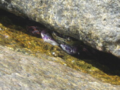 Leptograpsus variegatus