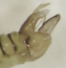 Cryptoneossa triangula