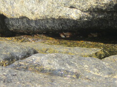 Leptograpsus variegatus