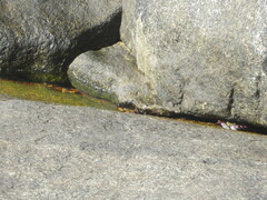 Leptograpsus variegatus