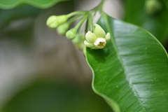 Aquilaria sinensis