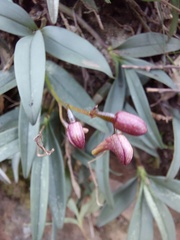 Dendrobium kingianum