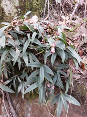 Dendrobium kingianum