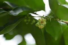 Aquilaria sinensis