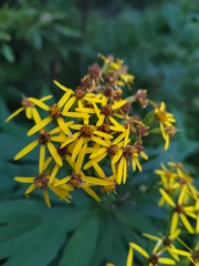 Jacobaea cannabifolia