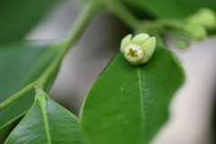 Aquilaria sinensis