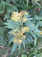 Jacobaea cannabifolia