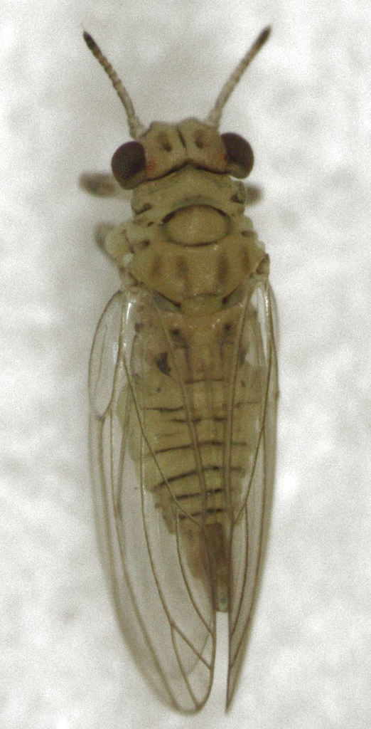 Corymbia psyllid