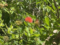 Metrosideros collina