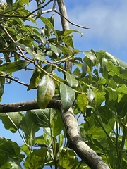 Metrosideros collina