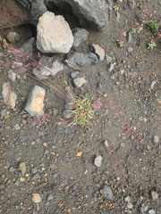 Poa malacantha