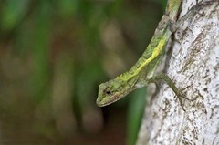 Diploderma polygonatum polygonatum