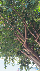 Ficus elastica