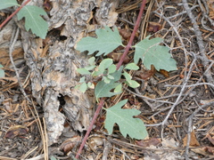 Symphoricarpos mollis