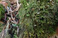 Hypnum circinale