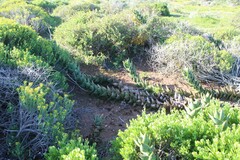 Aloe distans