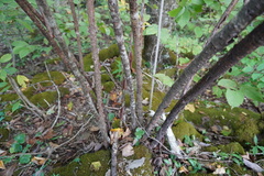 Viburnum molle