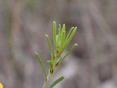 Pultenaea cinerascens