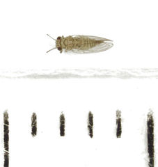 Cryptoneossa triangula