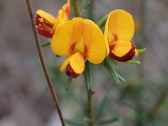 Pultenaea cinerascens