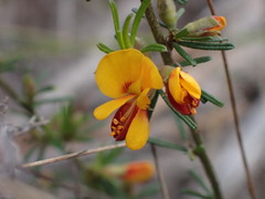 Pultenaea cinerascens